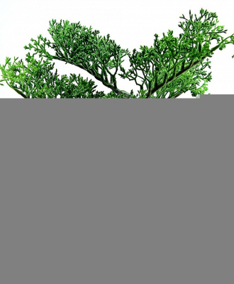 Bonsai