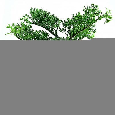 Bonsai